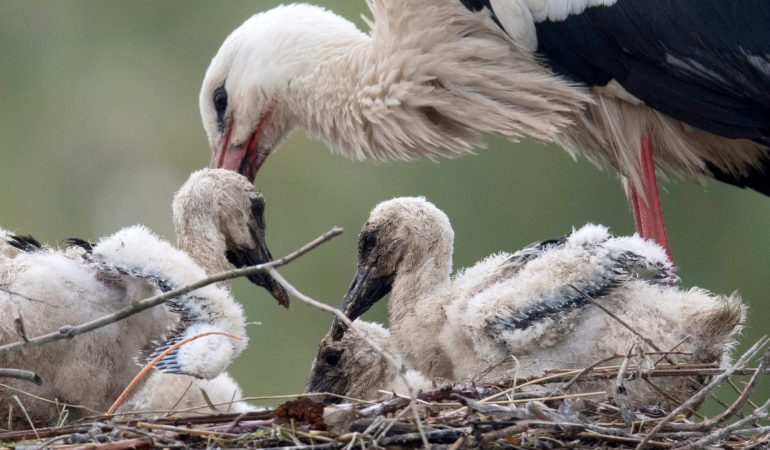 Störche lernen jetzt fliegen