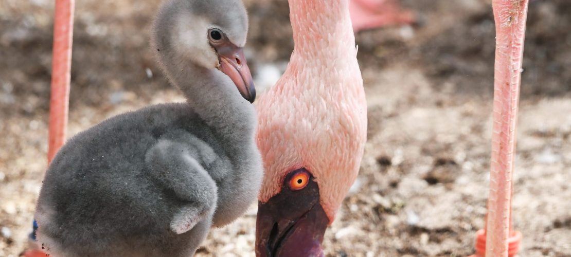 Zwerg unter den Flamingos