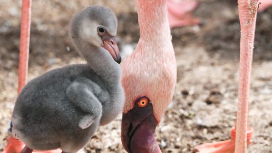 Zwerg unter den Flamingos
