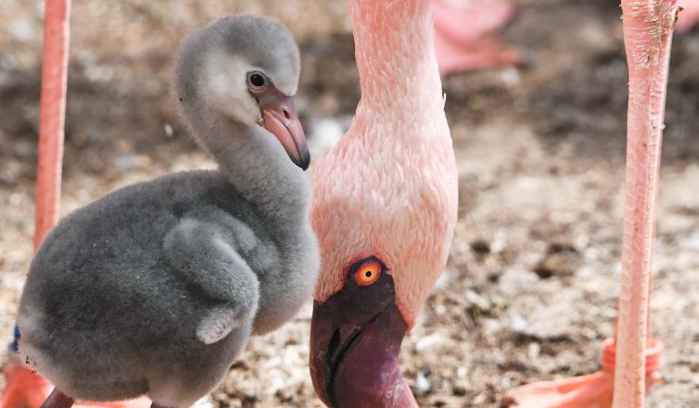 Zwerg unter den Flamingos