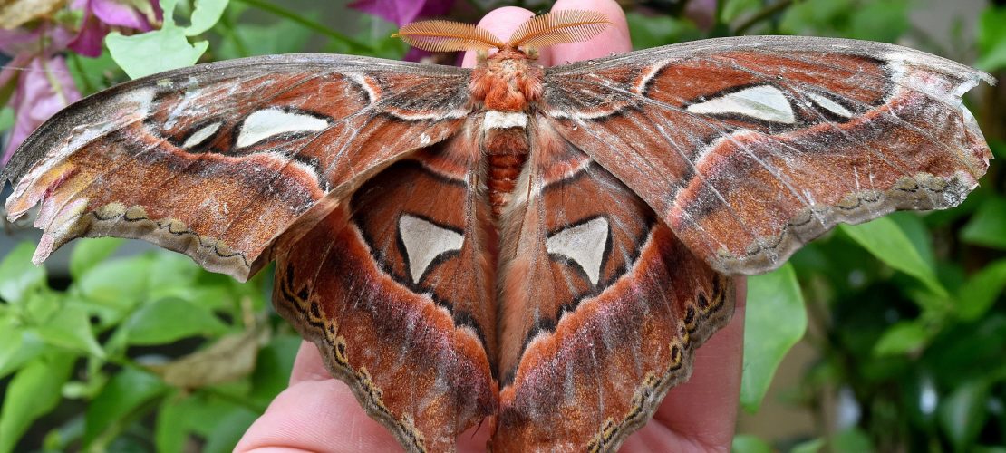 Boah, ist der groß!