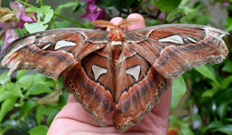 Boah, ist der groß!