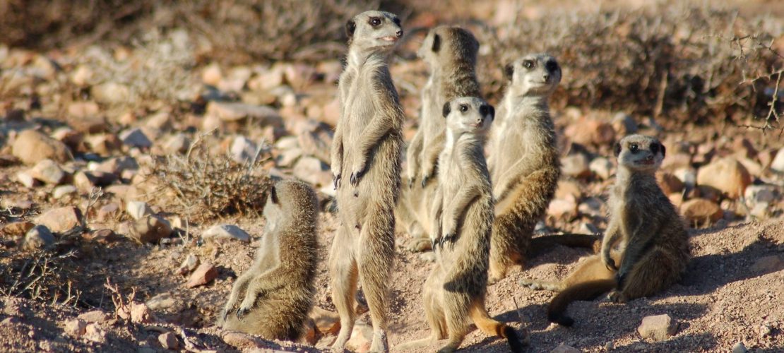 Auf Safari im Erdmännchen-Land