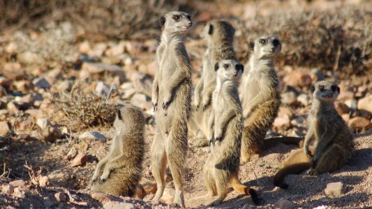 Auf Safari im Erdmännchen-Land