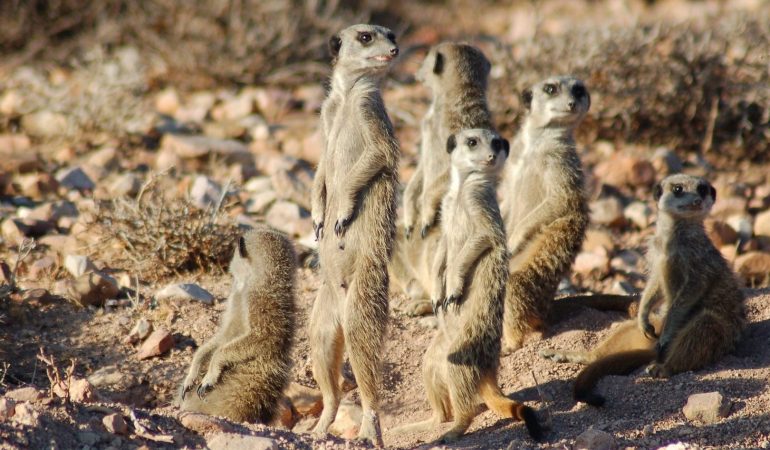 Auf Safari im Erdmännchen-Land