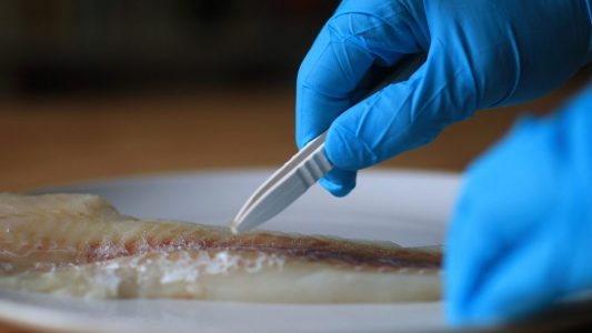 Fischdetektive gesucht!