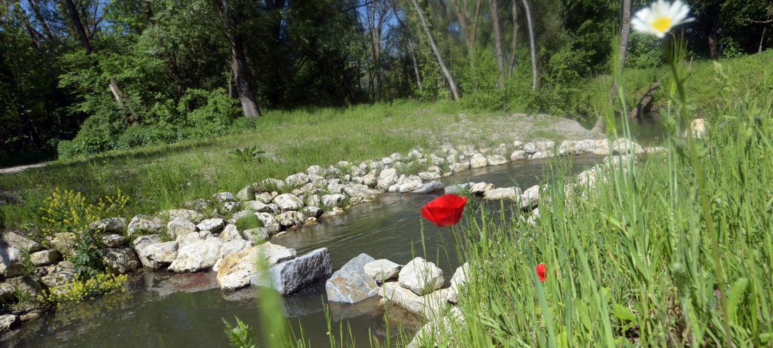 Können Fische Treppen gehen?