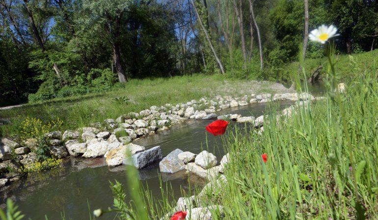 Können Fische Treppen gehen?