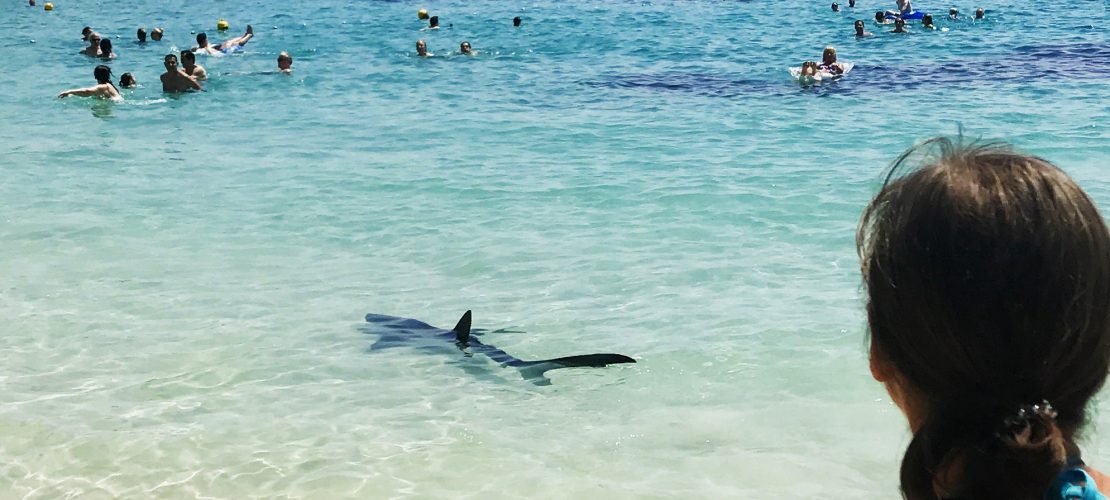 Hai am Strand von Mallorca