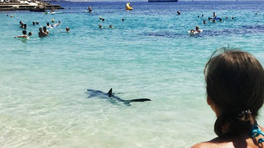Hai am Strand von Mallorca