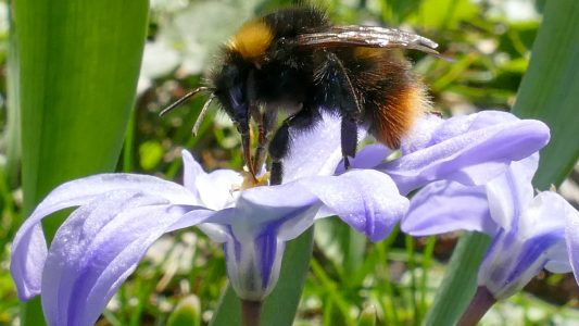 Eine Hummel sammelt am 30.03.2017 in Straubing (Bayern) Nektar von Sternhyazinthen (Chionodoxa). Foto: Armin Weigel/dpa