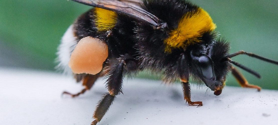 Ja, sie können stechen: Hummeln