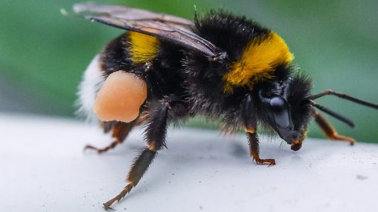 Ja, sie können stechen: Hummeln