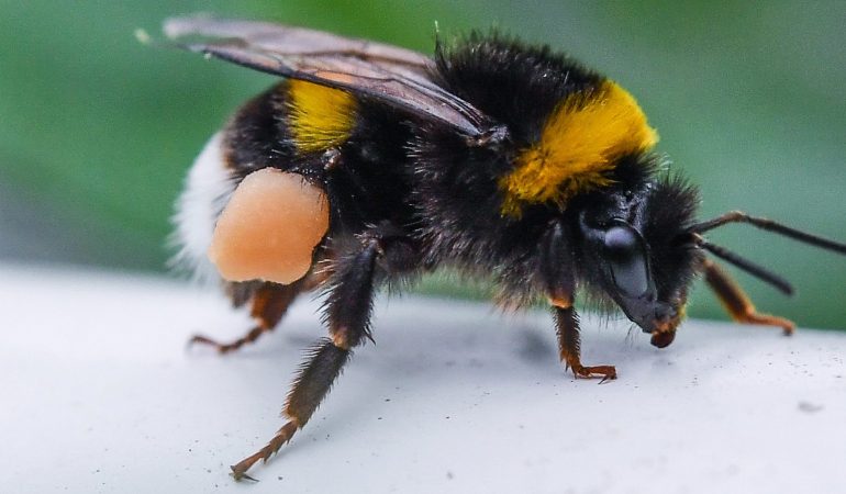 Ja, sie können stechen: Hummeln