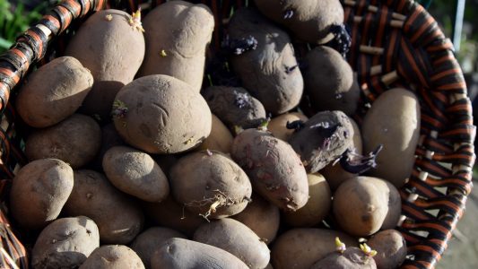 Woher kommt die Kartoffel?