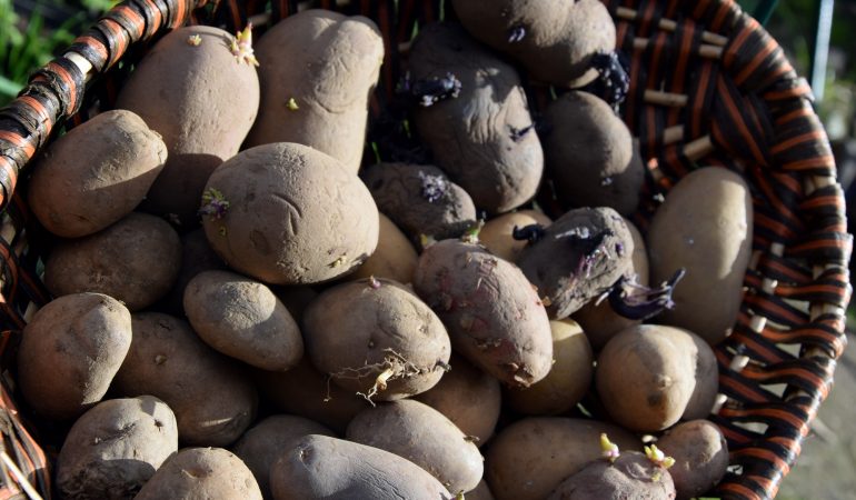 Woher kommt die Kartoffel?