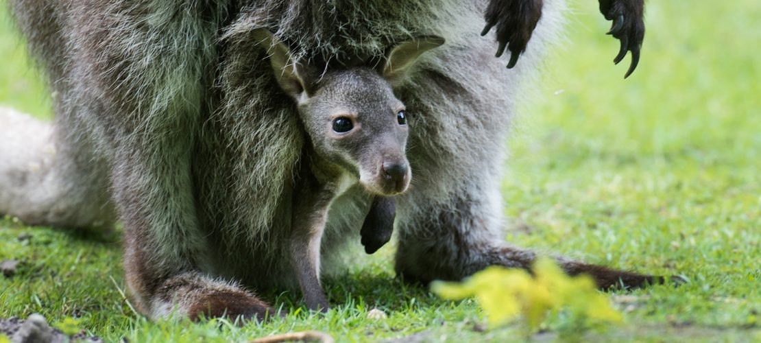 Wie lang leben Kängurus im Beutel ihrer Mama?