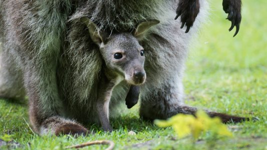 Wie lang leben Kängurus im Beutel ihrer Mama?