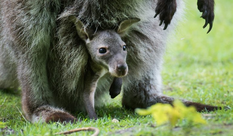 Wie lang leben Kängurus im Beutel ihrer Mama?