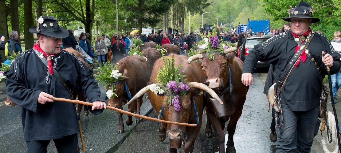 Pfingstochsen und andere Tiere