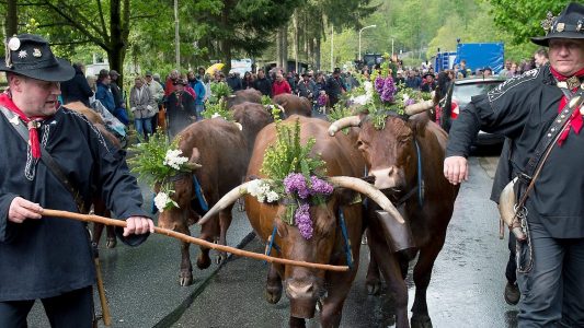 Pfingstochsen und andere Tiere