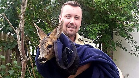 Polizei befreit Reh