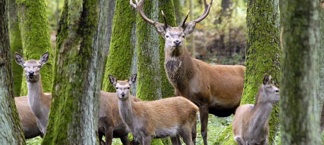 So tricksen Rothirsche Jäger aus