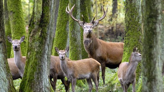 So tricksen Rothirsche Jäger aus