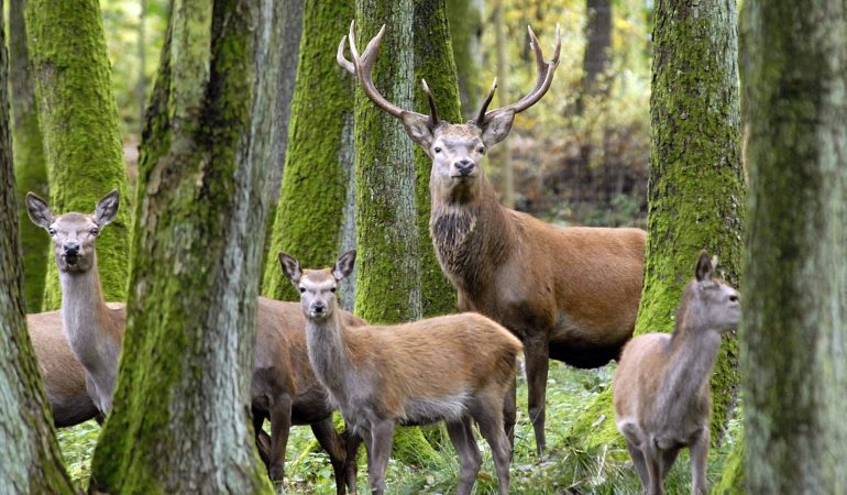 So tricksen Rothirsche Jäger aus