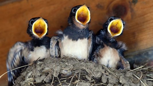 So erkennst du, dass der Sommer kommt