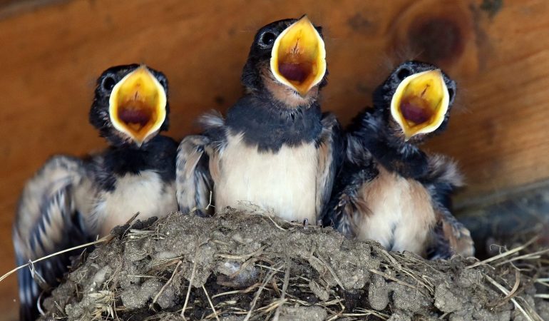 So erkennst du, dass der Sommer kommt