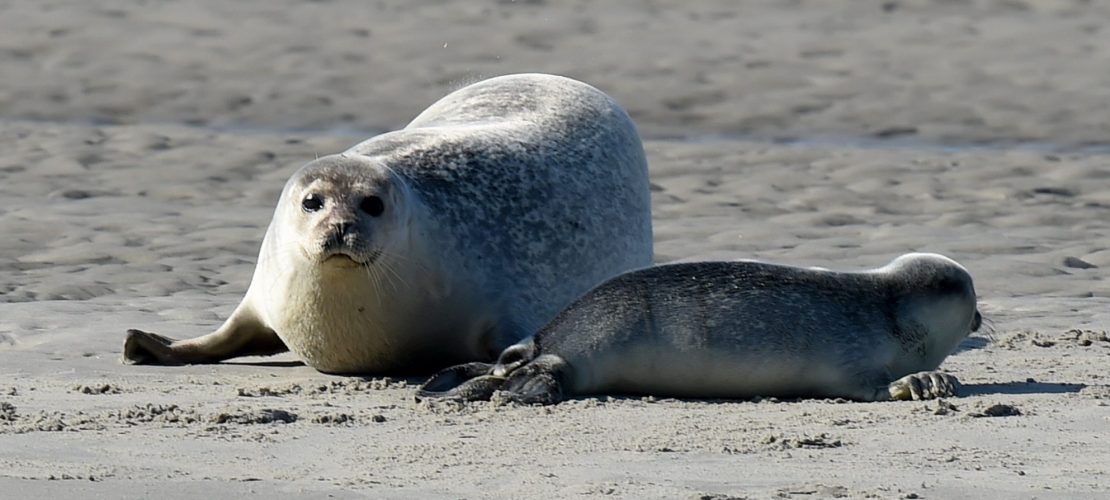 Seehunde zählen aus der Luft