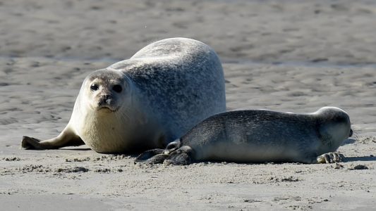 Seehunde zählen aus der Luft