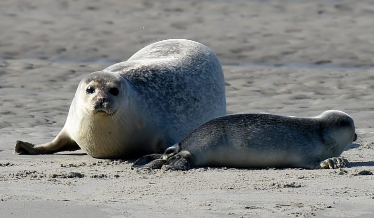 Seehunde zählen aus der Luft