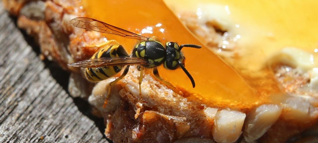 Hm! Wespen lieben Süßes wie Marmelade. Aber sie fressen auch andere Insekten. (Foto: dpa)