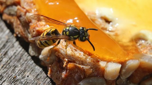 Hm! Wespen lieben Süßes wie Marmelade. Aber sie fressen auch andere Insekten. (Foto: dpa)