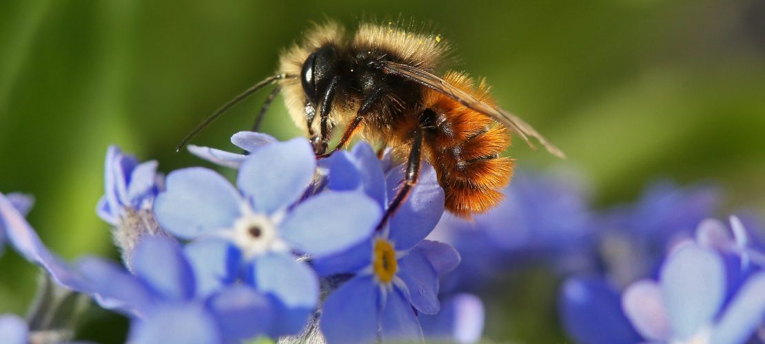 Eine Wildbiene schlürft Nektar aus einer Vergissmeinnicht-Blüte. (Foto: dpa)