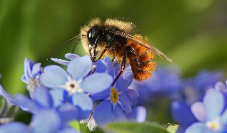 Eine Wildbiene schlürft Nektar aus einer Vergissmeinnicht-Blüte. (Foto: dpa)
