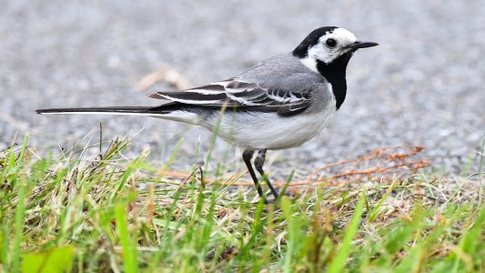 Woran erkennt man eine Bachstelze?