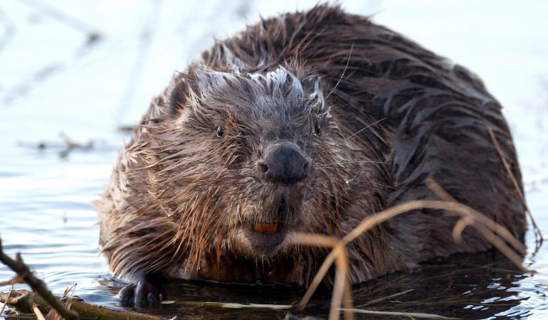 Die Biber sind zurück in NRW