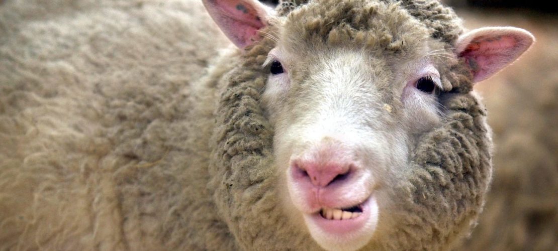 Was ist besonders an Dolly, dem Schaf?