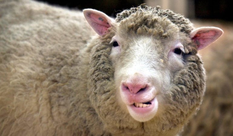 Was ist besonders an Dolly, dem Schaf?