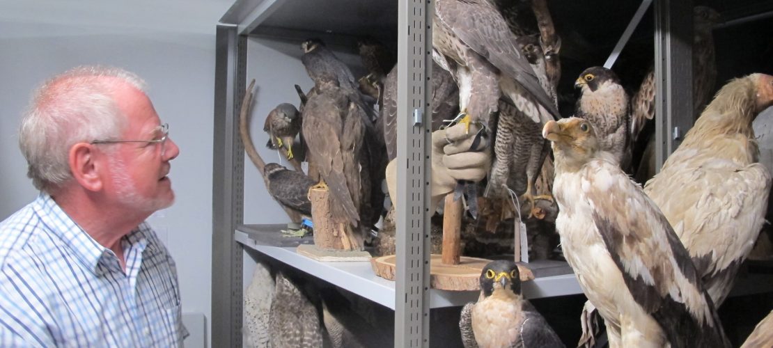 Feder-Dieb vor Gericht