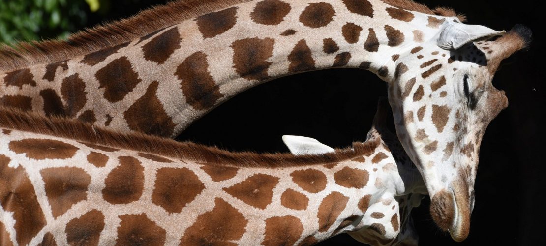 Kuscheln Giraffen gern?