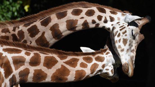 Kuscheln Giraffen gern?