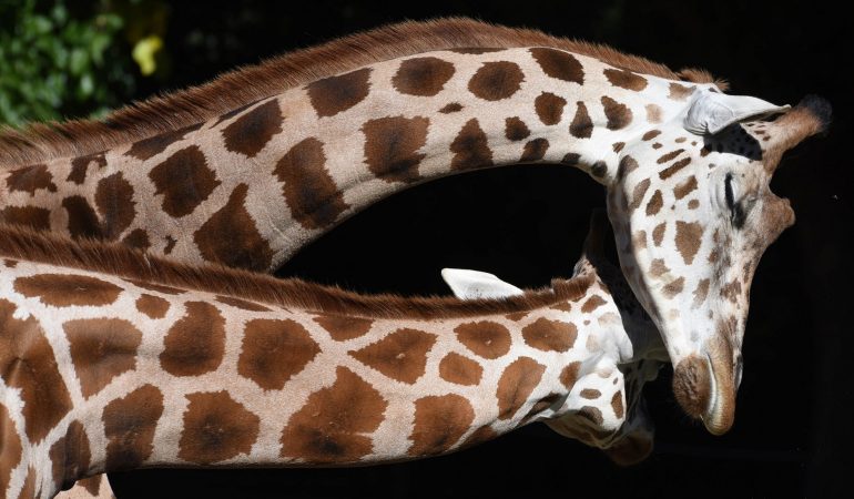 Kuscheln Giraffen gern?
