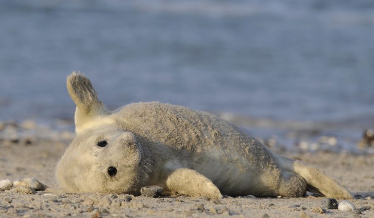 Es gibt wieder mehr Kegelrobben