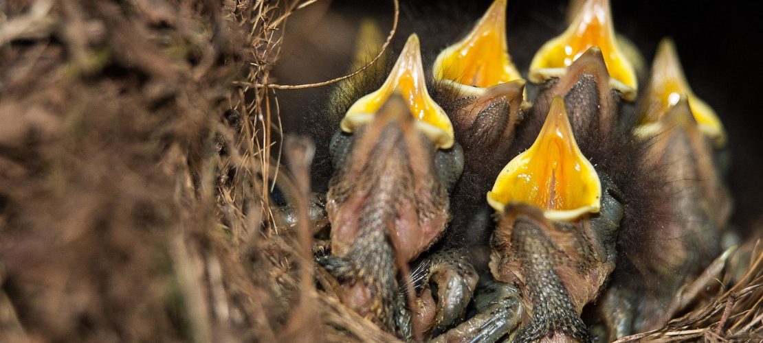 Die kleinen Rotkehlchen haben mächtig Hunger.. (Foto: dpa)