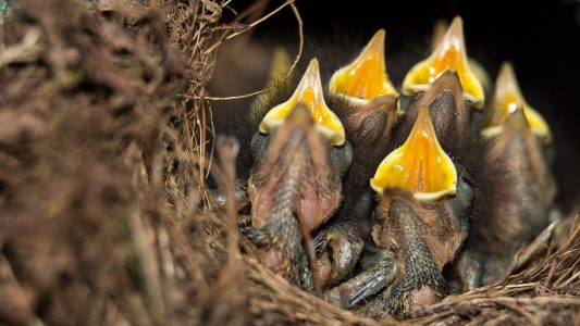 Die kleinen Rotkehlchen haben mächtig Hunger.. (Foto: dpa)