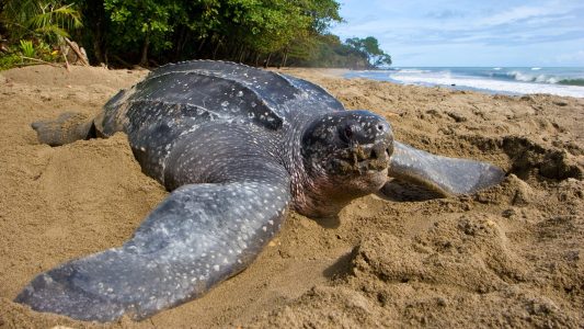 Schildkröten in Gefahr